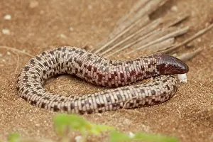 Checkerboard: Checkerboard Worm Lizard (Trogonophis wiegmanni