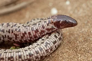 Checkerboard: Checkerboard Worm Lizard (Trogonophis wiegmanni