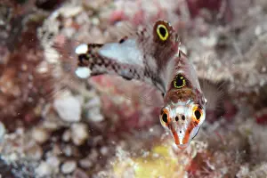 Checkerboard: Checkerboard Wrasse - juvenile