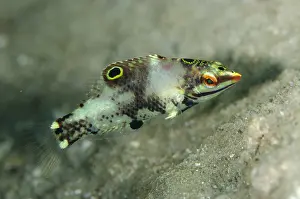 Timor: Checkerboard Wrasse - Juvenile - Dili Rock West