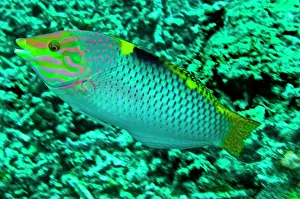 Wrasses: Checkerboard Wrasse - male