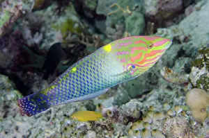 Menjangan: Checkerboard Wrasse - Post 2 dive site, Menjangan Island, Bu