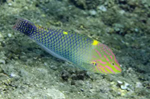 050618: Checkerboard Wrasse - Pyramids dive site, Amed