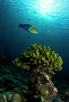 Checkerboard: Checkerboard Wrasse - swims around Stony Coral