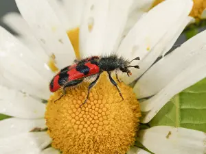 Checkered: Checkered Beetle (Trichodes alvearius) on a flo