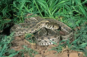 Checkered: Checkered Garter Snake