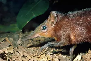 Nose: Checkered / Giant Elephant Shrew