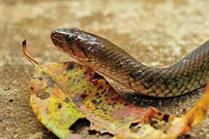 Checkered: Checkered Keelback / Asiatic Water Snake Western