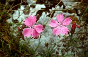 Cheddar: CHEDDAR PINK - x two flowers, rare limestone species