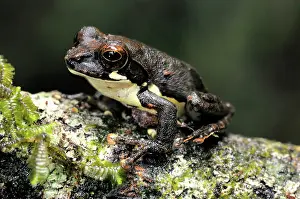 Ceylon: Cheeky Shrub Frog