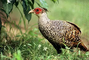 Wallichs: Cheer Pheasant - also known as: Chir pheasant and
