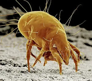 Mites: Cheese Mite