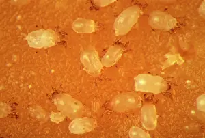 Microscope: Cheese Mite - Observation with a microscope