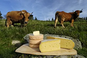 Stubble: Cheese Munster Bargkass Tome and Cows Tarine Vosges
