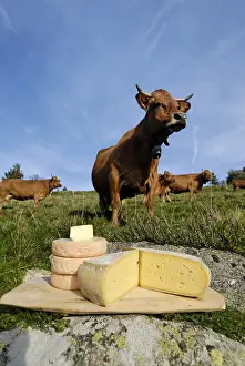 Cheeses: Cheese and regional Cows in the meadow