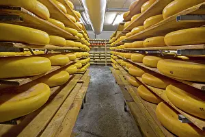 Blocks: Cheese - rows of cheese blocks in factory