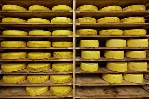 Blocks: Cheese - rows of cheese blocks in factory