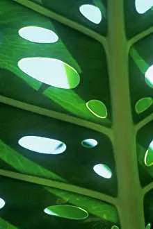 Locust: Cheeseplant