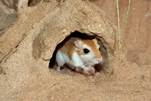 Gerbil: Cheesman's Gerbil - at burrow entrance