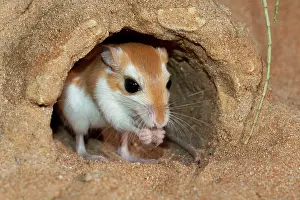 Gerbil: Cheesman's Gerbil - at burrow entrance