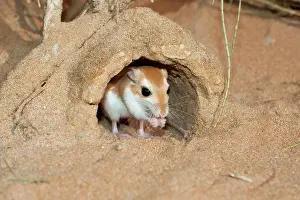 Gerbil: Cheesman's Gerbil - at burrow entrance