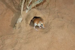 Gerbil: Cheesman's Gerbil - at burrow entrance