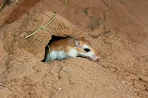 Gerbil: Cheesman's Gerbil - at burrow entrance