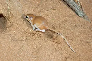 Gerbil: Cheesman's Gerbil - digging