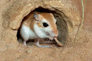 Gerbil: Cheesman's Gerbil - grooming tail
