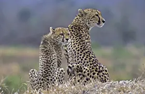 Lookout: Cheeta