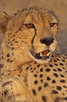 Afrika: Cheeta