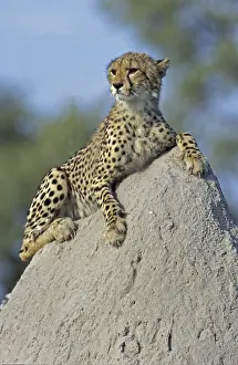 Termite: Cheeta