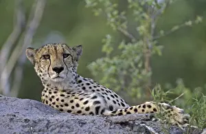 Okavango: Cheeta