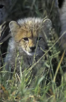 Afrika: Cheeta