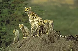 Termite: Cheeta