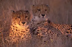 Afrika: Cheeta