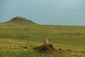 Knoll: Cheetah