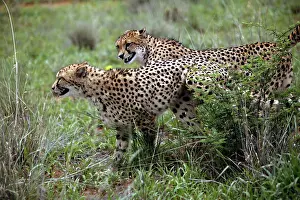 Urinating: Cheetah - two