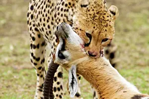 Suffocating: Cheetah