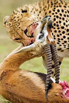 Suffocating: Cheetah
