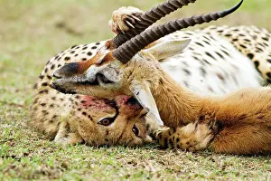 Suffocating: Cheetah