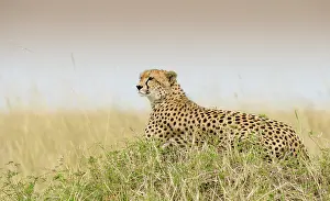 Surveying: Cheetah