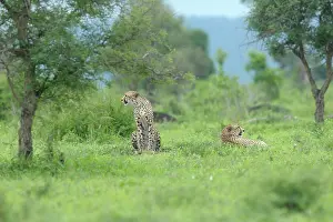 Krger: Cheetah