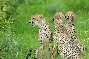 Krger: Cheetah