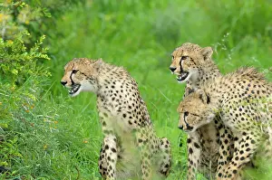 Krger: Cheetah