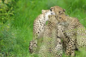 Krger: Cheetah