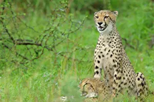 Sabie: Cheetah
