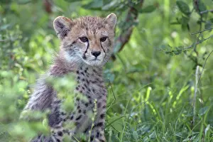 Bushland: Cheetah