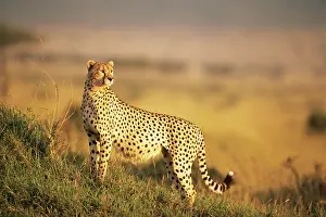 Athletic: Cheetah