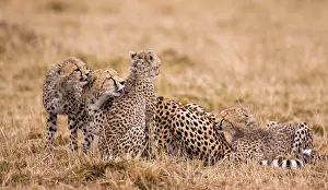 Nurturing: Cheetah